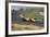 Denny Hulme, Dutch Grand Prix, Zandvoort, 1968-null-Framed Photographic Print