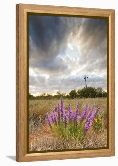 Dense Blazing Star (Liatris) and Windmill on Texas Prairie, Texas, USA-Larry Ditto-Framed Premier Image Canvas