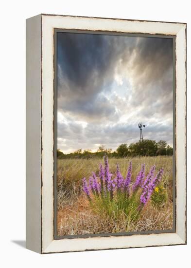 Dense Blazing Star (Liatris) and Windmill on Texas Prairie, Texas, USA-Larry Ditto-Framed Premier Image Canvas