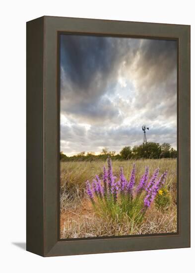 Dense Blazing Star (Liatris) and Windmill on Texas Prairie, Texas, USA-Larry Ditto-Framed Premier Image Canvas