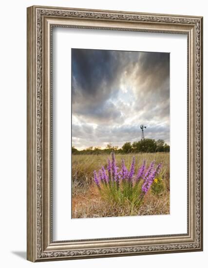 Dense Blazing Star (Liatris) and Windmill on Texas Prairie, Texas, USA-Larry Ditto-Framed Photographic Print