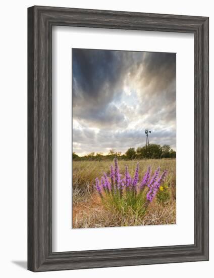 Dense Blazing Star (Liatris) and Windmill on Texas Prairie, Texas, USA-Larry Ditto-Framed Photographic Print