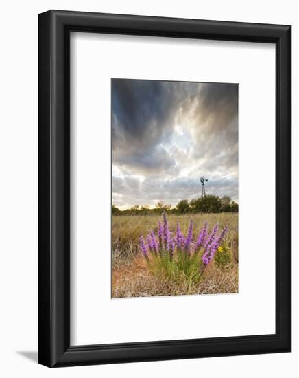 Dense Blazing Star (Liatris) and Windmill on Texas Prairie, Texas, USA-Larry Ditto-Framed Photographic Print