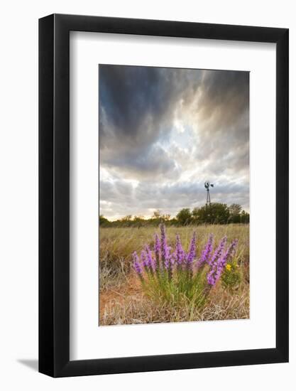 Dense Blazing Star (Liatris) and Windmill on Texas Prairie, Texas, USA-Larry Ditto-Framed Photographic Print