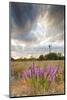 Dense Blazing Star (Liatris) and Windmill on Texas Prairie, Texas, USA-Larry Ditto-Mounted Photographic Print