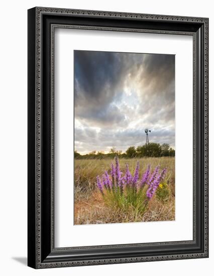 Dense Blazing Star (Liatris) and Windmill on Texas Prairie, Texas, USA-Larry Ditto-Framed Photographic Print