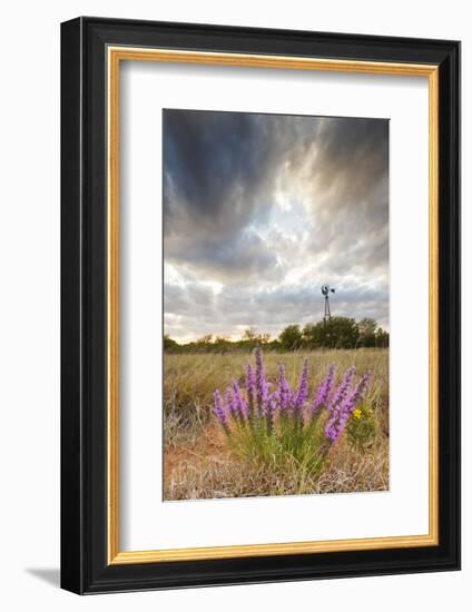 Dense Blazing Star (Liatris) and Windmill on Texas Prairie, Texas, USA-Larry Ditto-Framed Photographic Print