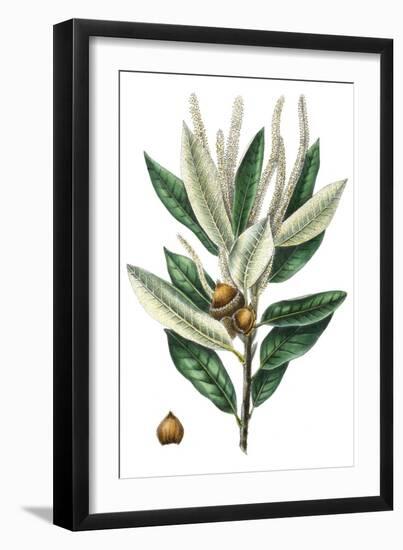 Dense Flowered Oak-Thomas Nuttall-Framed Art Print