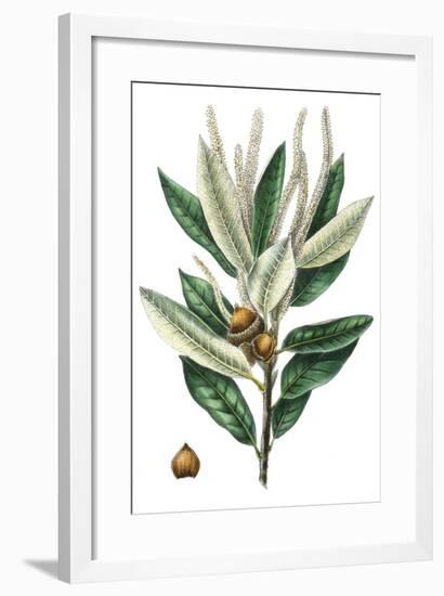 Dense Flowered Oak-Thomas Nuttall-Framed Premium Giclee Print