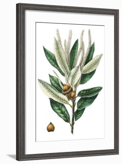 Dense Flowered Oak-Thomas Nuttall-Framed Premium Giclee Print