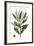 Dense Flowered Oak-Thomas Nuttall-Framed Premium Giclee Print