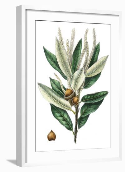Dense Flowered Oak-Thomas Nuttall-Framed Premium Giclee Print