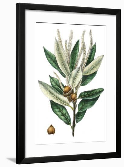 Dense Flowered Oak-Thomas Nuttall-Framed Premium Giclee Print