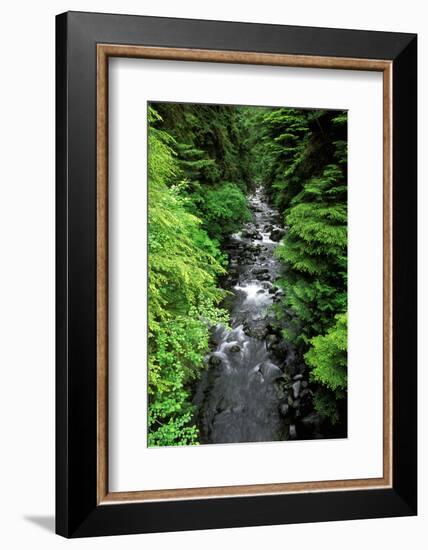 Dense forest along Howe Creek in the Quinault Rain Forest, Olympic National Park, WA.-Russ Bishop-Framed Photographic Print