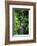 Dense forest along Howe Creek in the Quinault Rain Forest, Olympic National Park, WA.-Russ Bishop-Framed Photographic Print