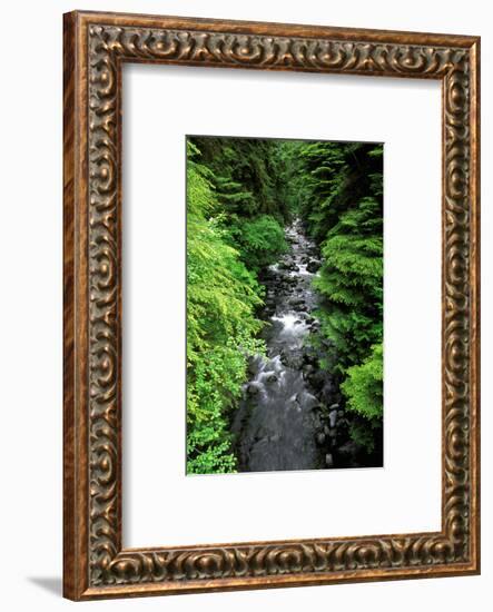 Dense forest along Howe Creek in the Quinault Rain Forest, Olympic National Park, WA.-Russ Bishop-Framed Photographic Print