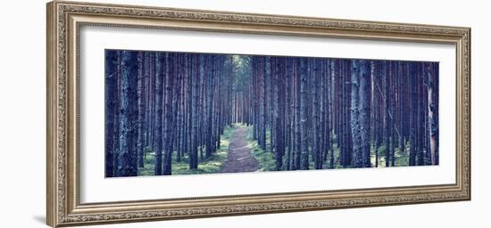 Dense Forest at Night-Anna Grigorjeva-Framed Photographic Print