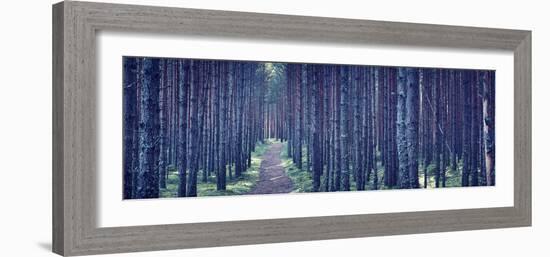 Dense Forest at Night-Anna Grigorjeva-Framed Photographic Print