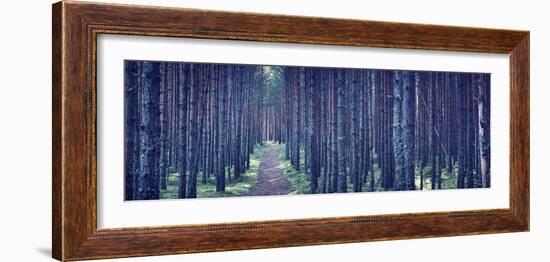 Dense Forest at Night-Anna Grigorjeva-Framed Photographic Print