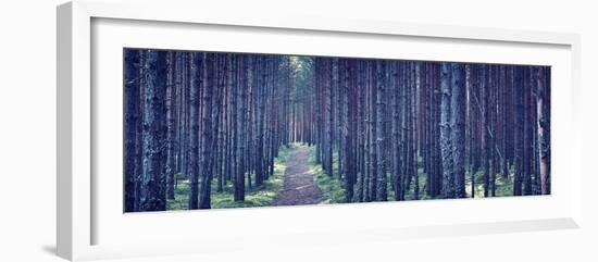 Dense Forest at Night-Anna Grigorjeva-Framed Photographic Print