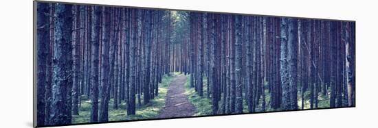 Dense Forest at Night-Anna Grigorjeva-Mounted Photographic Print