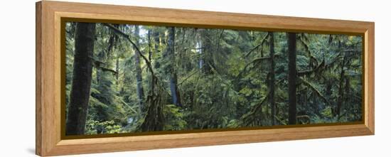 Dense Forest, Hoh Rainforest, Olympic National Park, Washington, USA-Paul Souders-Framed Premier Image Canvas