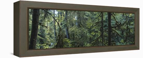 Dense Forest, Hoh Rainforest, Olympic National Park, Washington, USA-Paul Souders-Framed Premier Image Canvas