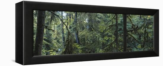 Dense Forest, Hoh Rainforest, Olympic National Park, Washington, USA-Paul Souders-Framed Premier Image Canvas