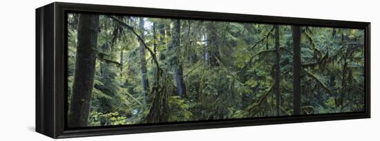 Dense Forest, Hoh Rainforest, Olympic National Park, Washington, USA-Paul Souders-Framed Premier Image Canvas