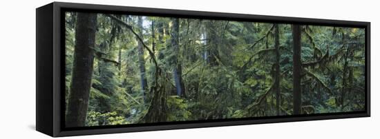 Dense Forest, Hoh Rainforest, Olympic National Park, Washington, USA-Paul Souders-Framed Premier Image Canvas