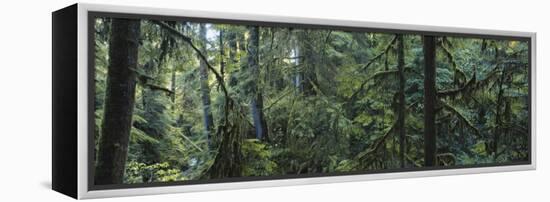 Dense Forest, Hoh Rainforest, Olympic National Park, Washington, USA-Paul Souders-Framed Premier Image Canvas