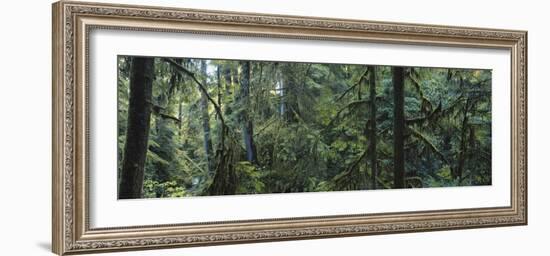 Dense Forest, Hoh Rainforest, Olympic National Park, Washington, USA-Paul Souders-Framed Photographic Print