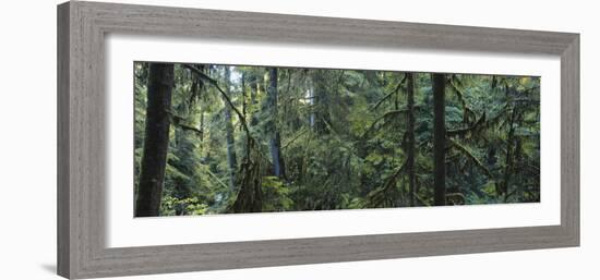 Dense Forest, Hoh Rainforest, Olympic National Park, Washington, USA-Paul Souders-Framed Photographic Print