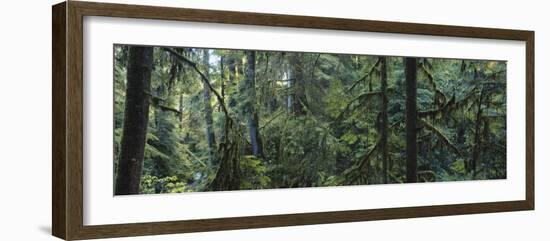 Dense Forest, Hoh Rainforest, Olympic National Park, Washington, USA-Paul Souders-Framed Photographic Print