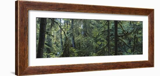 Dense Forest, Hoh Rainforest, Olympic National Park, Washington, USA-Paul Souders-Framed Photographic Print