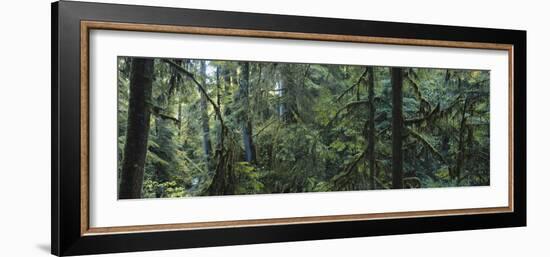 Dense Forest, Hoh Rainforest, Olympic National Park, Washington, USA-Paul Souders-Framed Photographic Print