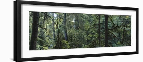 Dense Forest, Hoh Rainforest, Olympic National Park, Washington, USA-Paul Souders-Framed Photographic Print