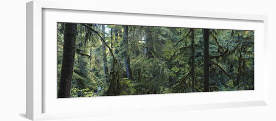 Dense Forest, Hoh Rainforest, Olympic National Park, Washington, USA-Paul Souders-Framed Photographic Print