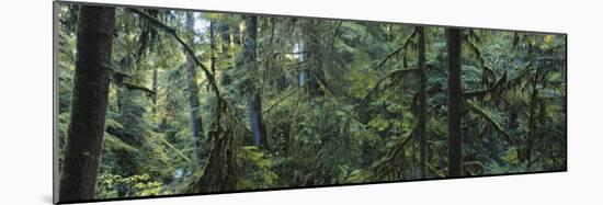 Dense Forest, Hoh Rainforest, Olympic National Park, Washington, USA-Paul Souders-Mounted Photographic Print