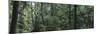 Dense Forest, Hoh Rainforest, Olympic National Park, Washington, USA-Paul Souders-Mounted Photographic Print