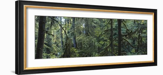 Dense Forest, Hoh Rainforest, Olympic National Park, Washington, USA-Paul Souders-Framed Photographic Print