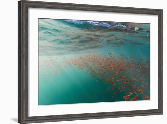 Dense Swarms of Juvenile Squat Lobster (Munida Gregaria) Off Akaroa-Michael Nolan-Framed Photographic Print