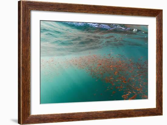 Dense Swarms of Juvenile Squat Lobster (Munida Gregaria) Off Akaroa-Michael Nolan-Framed Photographic Print