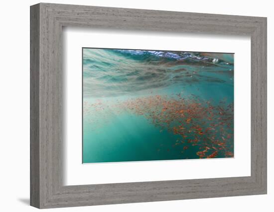 Dense Swarms of Juvenile Squat Lobster (Munida Gregaria) Off Akaroa-Michael Nolan-Framed Photographic Print