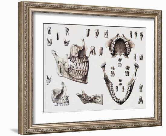 Dental Anatomy-Mehau Kulyk-Framed Photographic Print