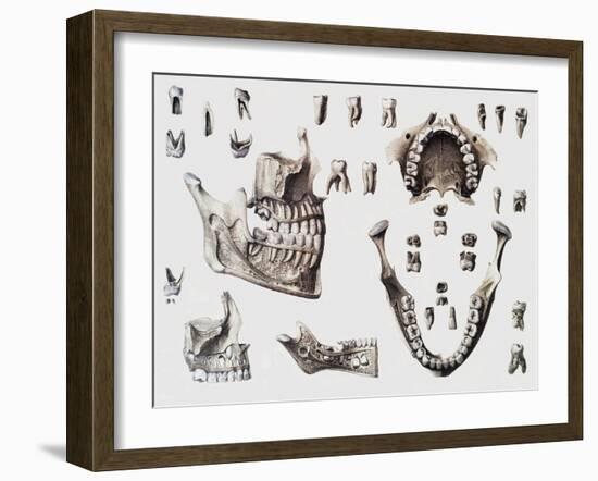 Dental Anatomy-Mehau Kulyk-Framed Photographic Print