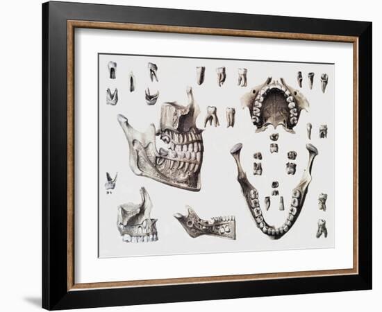 Dental Anatomy-Mehau Kulyk-Framed Photographic Print