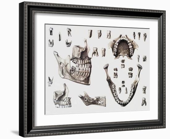 Dental Anatomy-Mehau Kulyk-Framed Photographic Print