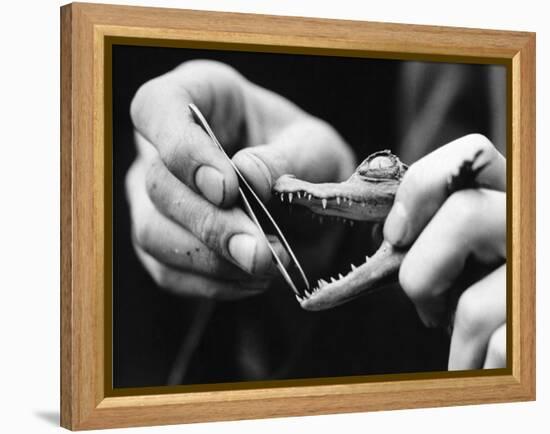 Dental Checkup for Baby Crocodile-null-Framed Premier Image Canvas