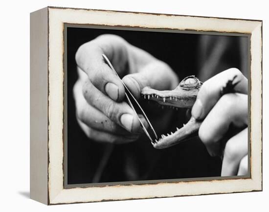 Dental Checkup for Baby Crocodile-null-Framed Premier Image Canvas